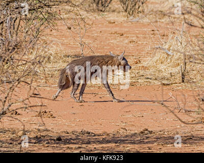 Une hyène brune marche dans la savane namibienne Banque D'Images