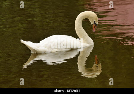 Le dirigeant d'une nage sur le lac des cygnes dans le parc de la ville. Banque D'Images