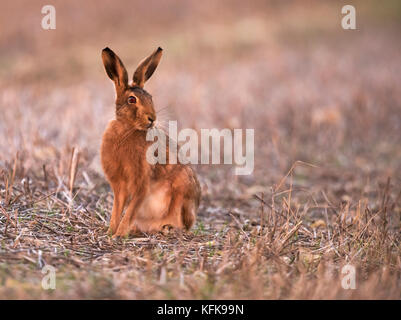 Lièvre brun (Lepus europaeus) , Gloucestershire Banque D'Images