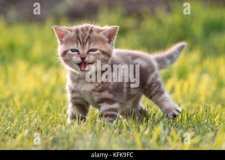 Young Cute cat meowing in grass Banque D'Images