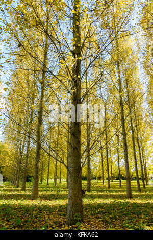 Un Poplar Grove dans un quartier résidentiel dans la banlieue de Paris, France, éclairé par un soleil d'automne les feuilles jaunes qui brillent. Banque D'Images