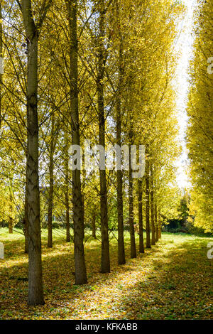 Rangées de peupliers à feuilles jaune vif dans un bosquet éclairé par un soleil d'automne dans un quartier résidentiel dans la banlieue de Paris, France. Banque D'Images