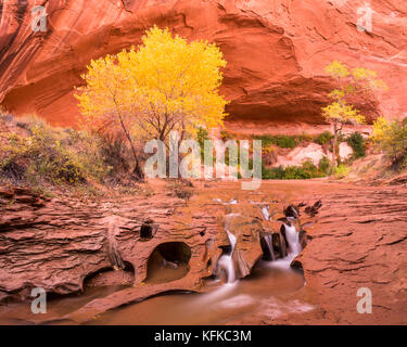 Dominant le canyon de coyote Gulch est un arbre cottonwood golden en couleurs d'automne. La rivière traverse le grès dans les rainures Banque D'Images