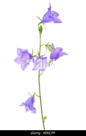 Bluebell ou campanula flower isolated on white background, Close up Banque D'Images