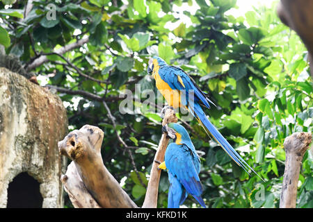 Beau bleu-et-jaune macaw (ara ararauna). L'une des espèces d'aras en Indonésie Banque D'Images