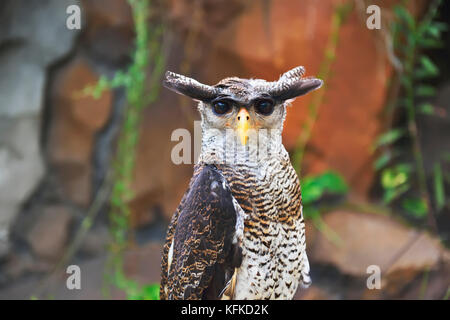 Le hibou grand-duc (Bubo sumatranus). L'une des espèces de hiboux en Indonésie Banque D'Images