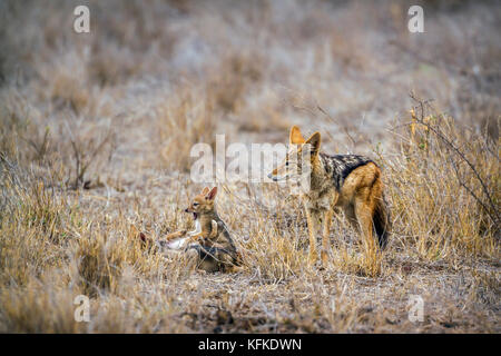 Le chacal à dos noir dans le parc national Kruger, Afrique du Sud ; espèce canis mesomelas famille des canidés Banque D'Images