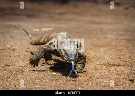 Varan du Nil dans le parc national Kruger, Afrique du Sud ; espèce de la famille des varanidae Varanus niloticus Banque D'Images