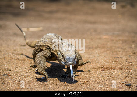 Varan du Nil dans le parc national Kruger, Afrique du Sud ; espèce de la famille des varanidae Varanus niloticus Banque D'Images