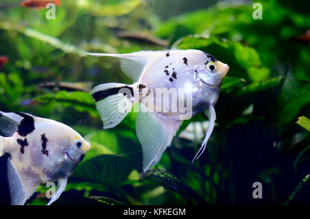 L'eau douce avec l'arrière-plan lumineux dans l'aquarium poissons pterophyllum Banque D'Images