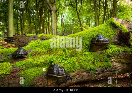 Forêt de hêtre primitif, tronc de hêtre couché, couvert de mousse de champignons, Parc national de Jasmund, île Rügen Banque D'Images