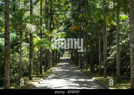 Palm tree avenue dans le parc Terra Nostra, Botanical garden, furnas, île de Sao Miguel, Açores, Portugal Banque D'Images