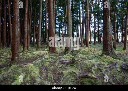 Les troncs des arbres et les racines des arbres couverts de mousse, lagao das furnas, île de Sao Miguel, Açores, Portugal Banque D'Images