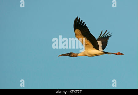 Wood stork (Mycteria americana) en vol, Pantanal, Mato Grosso, Brésil Banque D'Images