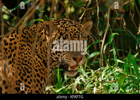 Jaguar (Panthera onca), le portrait, le Pantanal, Mato Grosso, Brésil Banque D'Images