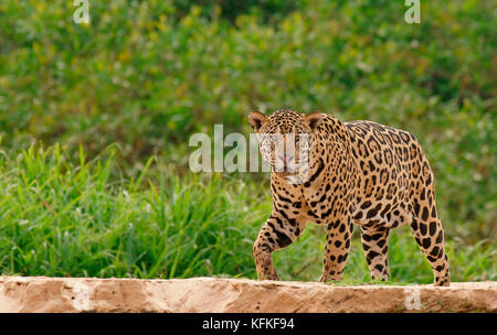 Jaguar (Panthera onca), s'étend sur la rive du fleuve, Pantanal, Mato Grosso, Brésil Banque D'Images