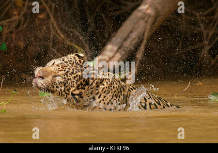 Jaguar (Panthera onca), serre dans l'eau, Pantanal, Mato Grosso, Brésil Banque D'Images