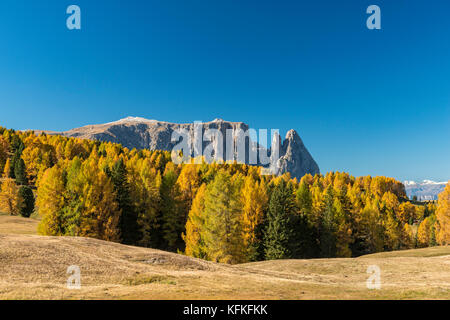 Alpe di Siusi automnales avec vue sur le massif du Sciliar, Sciliar, dolomites, Tyrol du sud, Italie Banque D'Images