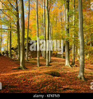 Forêt de hêtres avec de grosses roches à l'automne, des montagnes de grès de l'Elbe, la Suisse saxonne parc national, Saxe, Allemagne Banque D'Images