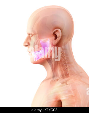 3D illustration de mandibule - Partie de squelette humain. Banque D'Images