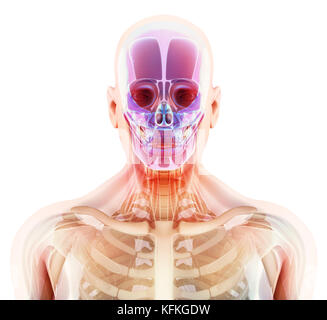 Illustration 3D de l'anatomie du crâne - partie de squelette humain, concept médical. Banque D'Images