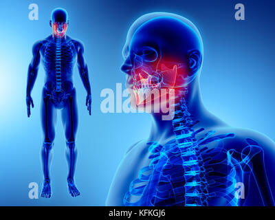 3D illustration de mandibule - Partie de squelette humain. Banque D'Images