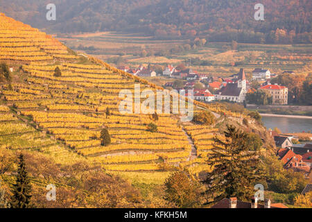 Grands Vignobles à Wachau, spitz, Autriche Banque D'Images