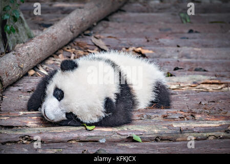 De bébé panda géant dort dans le parc Banque D'Images