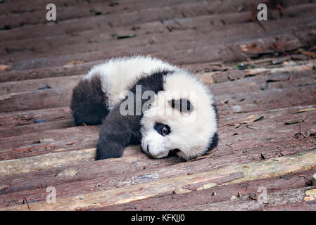 A Giant Panda Cub Rests At A Panda Park In The Outskirt Of Chengdu Capital Of China S Southwestern Sichuan Province July 27 04 China S Giant Pandas Are Rebounding From The Brink Of