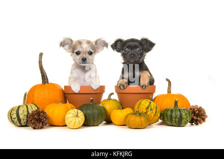 Les citrouilles et les deux pots de fleurs avec deux chiens chiot chihuahua à elle sur un fond blanc Banque D'Images