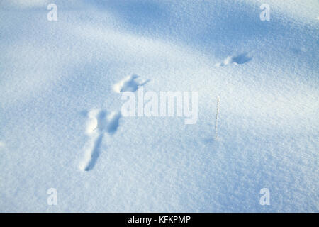 Sur la neige des empreintes de pas d'un lièvre lièvre. pistes sur neige de l'hiver, la faune Banque D'Images