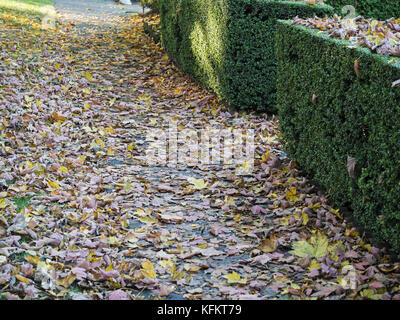 Vancouver, Colombie-Britannique, Canada. 24 oct, 2017. tombée feuilles d'érable d'après une tempête de vent et de pluie. crédit : bayne stanley/zuma/Alamy fil live news Banque D'Images