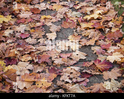 Vancouver, Colombie-Britannique, Canada. 24 oct, 2017. tombée feuilles d'érable d'après une tempête de vent et de pluie. crédit : bayne stanley/zuma/Alamy fil live news Banque D'Images