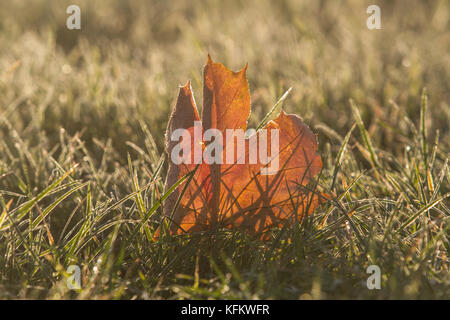 Londres, Royaume-Uni. 30Th oct, 2017. uk uk. météo La météo. une feuille d'automne givrée sur wimbledon common que les températures devraient chuter crédit : amer ghazzal/Alamy live news Banque D'Images