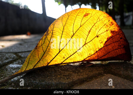 Chiang Mai, Thaïlande. 30Th oct, 2017. Les feuilles d'automne couvrant les trottoirs de la ville du nord de la Thaïlande de changement peuvent, le temps commence à tourner, mais encore des gens s'habiller de vêtements d'été car les températures à atteindre le haut vingt pendant la journée crédit : Paul quezada-neiman/Alamy live news Banque D'Images