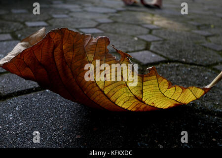 Chiang Mai, Thaïlande. 30Th oct, 2017. Les feuilles d'automne couvrant les trottoirs de la ville du nord de la Thaïlande de changement peuvent, le temps commence à tourner, mais encore des gens s'habiller de vêtements d'été car les températures à atteindre le haut vingt pendant la journée crédit : Paul quezada-neiman/Alamy live news Banque D'Images