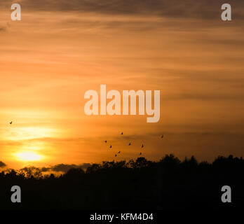 Londres, Royaume-Uni. 30Th oct, 2017. uk weather. Un groupe d'oiseaux à l'encontre d'un coucher du soleil doré à Londres. crédit : dinendra haria/Alamy live news Banque D'Images