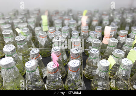 Expérience de la culture de tissus végétaux cellule végétale dans la technologie bouteille laboratoire sur la tablette Banque D'Images