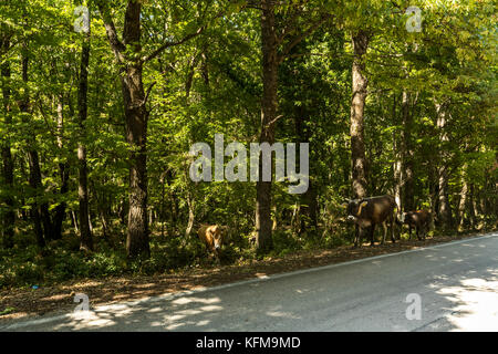 Un agriculteur conduit son bétail le long d'une route forestière, forêt de l'Ombrie, Peschici et le Parc National du Gargano. L'Italie. Banque D'Images