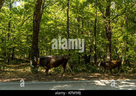 Un agriculteur conduit son bétail le long d'une route forestière, forêt de l'Ombrie, Peschici et le Parc National du Gargano. L'Italie. Banque D'Images