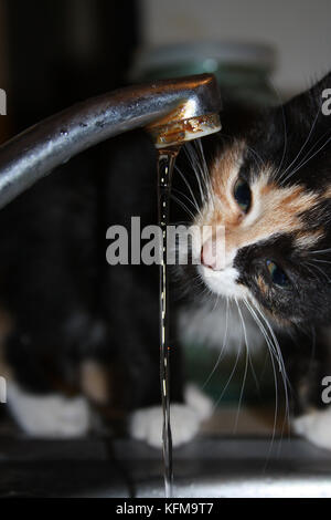 Le chat et l'eau.cat écaille boit de l'eau du robinet. Banque D'Images