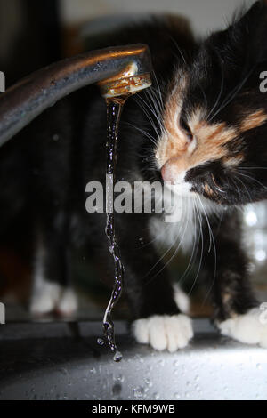 Le chat et l'eau.cat écaille boit de l'eau du robinet. Banque D'Images