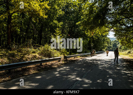 Un agriculteur conduit son bétail le long d'une route forestière, forêt de l'Ombrie, Peschici et le Parc National du Gargano. L'Italie. Banque D'Images