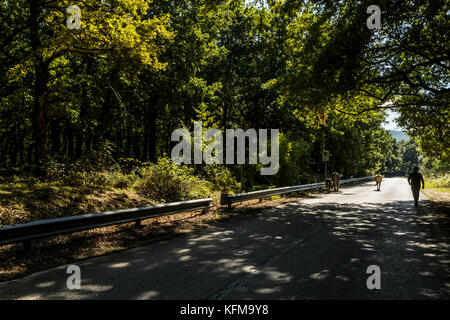 Un agriculteur conduit son bétail le long d'une route forestière, forêt de l'Ombrie, Peschici et le Parc National du Gargano. L'Italie. Banque D'Images