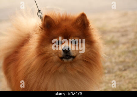 Le symbole de la nouvelle 2018 - yellow dog. beau chien rouge vif se penche sur l'appareil photo.spitz. Banque D'Images