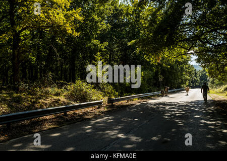 Un agriculteur conduit son bétail le long d'une route forestière, forêt de l'Ombrie, Peschici et le Parc National du Gargano. L'Italie. Banque D'Images