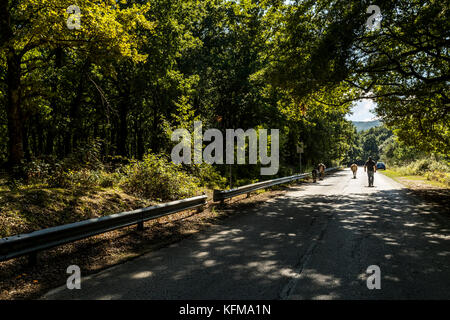 Un agriculteur conduit son bétail le long d'une route forestière, forêt de l'Ombrie, Peschici et le Parc National du Gargano. L'Italie. Banque D'Images