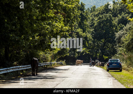 Un agriculteur conduit son bétail le long d'une route forestière, forêt de l'Ombrie, Peschici et le Parc National du Gargano. L'Italie. Banque D'Images