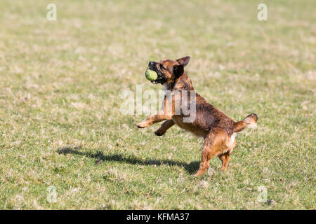 Cross Border terrier chien jouant avec une balle de tennis Banque D'Images