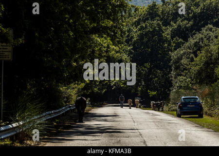 Un agriculteur conduit son bétail le long d'une route forestière, forêt de l'Ombrie, Peschici et le Parc National du Gargano. L'Italie. Banque D'Images